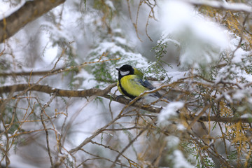 tit on a branch in winter