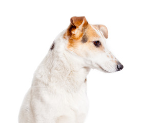 short haired scotch collie side view profile isolated on white 