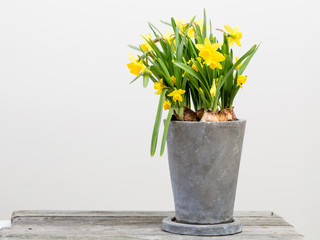 narcissus in a pot indoors with white background