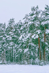 Frozen winter forest with snow covered trees.