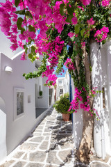 Weiße Gasse mit bunten Oleander Blumen und weißen Häusern auf den Kykladen im Sommer, Griechenland