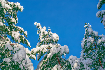  Frozen winter forest with snow covered trees.