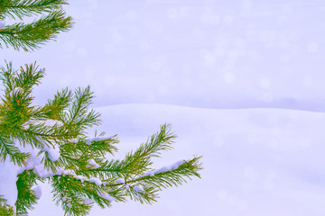  Frozen winter forest with snow covered trees.