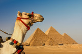 camel in the desert with pyramids of giza,cairo,egypt in background