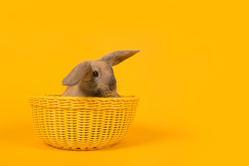 Cute young rabbit in a yellow basket on a yellow background