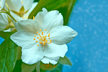 White jasmine The branch delicate spring flowers