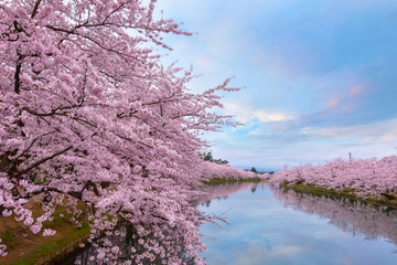  Full bloom Sakura - Cherry Blossom  at Hirosaki park, Japan