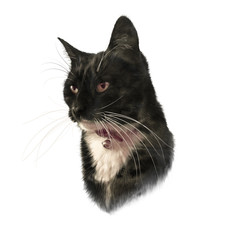 Cute black cat with white breast and mustache isolated on white background. Portrait of pet. Realistic drawing of a cat. Good for print T-shirt. Hand painted illustration. Animal art collection