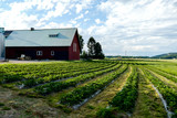 old barn in field, in Sweden Scandinavia North Europe