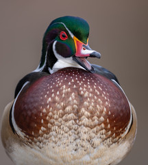 Wood Duck in Canada 