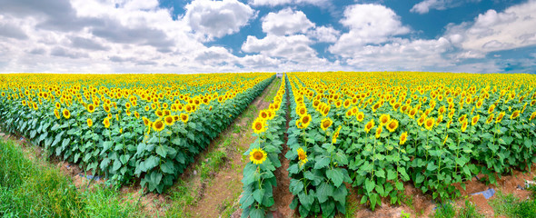 Panorama of the sunflower fields and a beautiful sky to welcome the new day of peace