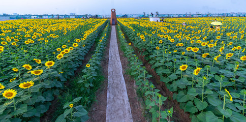 Sunflower fields and windmill decoration of gardening harmoniously harmonize beautiful and peaceful landscapes