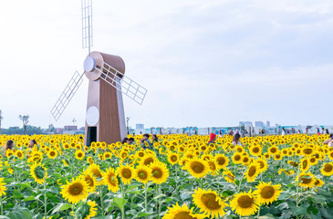 Ho Chi Minh City, Vietnam - December 23rd, 2018: Blossoming sunflower fields attract a lot of tourists to visit and take photos on the weekend celebrating the New Year in Ho Chi Minh City, Vietnam