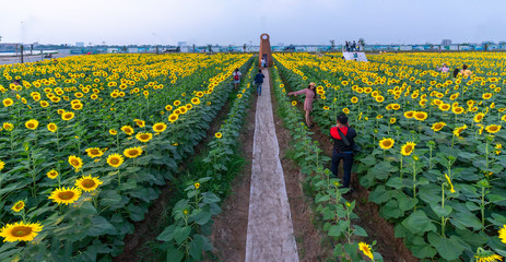 Ho Chi Minh City, Vietnam - December 23rd, 2018: Blossoming sunflower fields attract a lot of tourists to visit and take photos on the weekend celebrating the New Year in Ho Chi Minh City, Vietnam