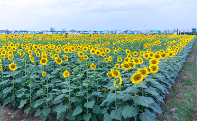 Ho Chi Minh City, Vietnam - December 23rd, 2018: Blossoming sunflower fields attract a lot of tourists to visit and take photos on the weekend celebrating the New Year in Ho Chi Minh City, Vietnam