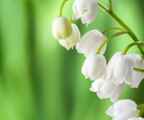 Blooming Lily of the valley on a background of defocused green leaves.