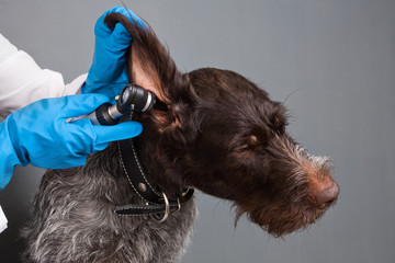 examination the ear of a dog with an otoscope