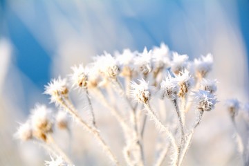 Winter Landschaft - Pflanzen mit Raureif und Schnee