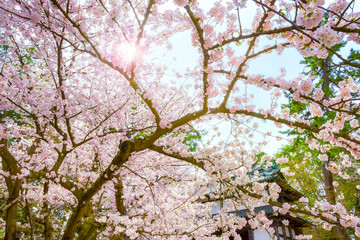 Full bloom Sakura - Cherry Blossom at Hirosaki park, in Japan