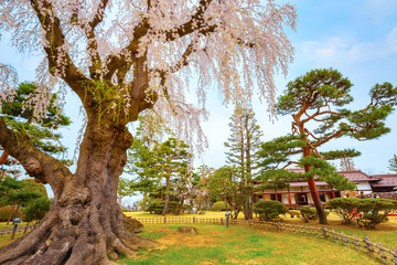 Full bloom sakura at Fujita Memorial Japanese Garden in Hirosaki, Japan