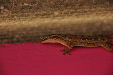 Gecko sitting on the wall in masking color. Reptile species in Indonesia