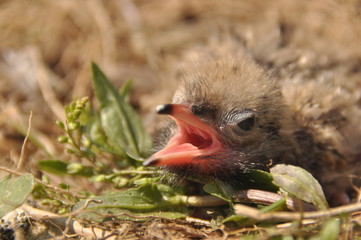 Tern chick waiting for food from their parents in a nest on the ground.