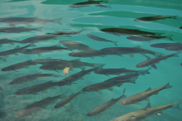 Fish floating near the surface of the water in the overgrown lake. Plitvice Lakes National Park.