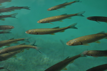 Fish floating near the surface of the water in the overgrown lake. Plitvice Lakes National Park.