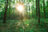Forest trees. nature green wood sunlight backgrounds