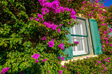 Fenêtre avec des volets verts, fleurs de Royal purple Bougainvillea autour de la fenêtre. Sud de France.