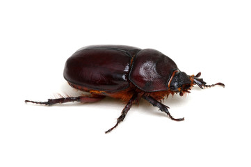 Beetle isolated on white