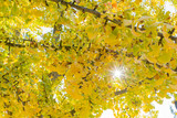 Yellow ginkgo in the autumn