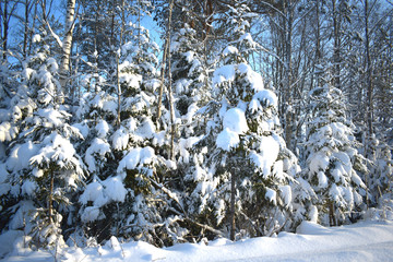 snow covered trees