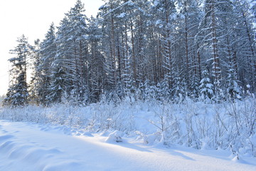 road in winter forest