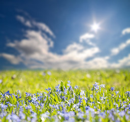 small blue flowers field under bright sun