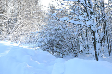 winter landscape with trees