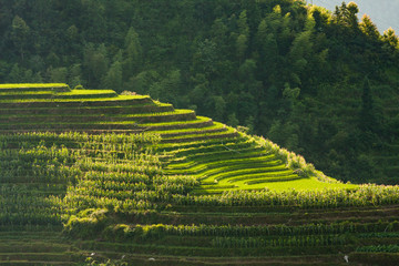 Longsheng rice terraces landscape in Guilin China