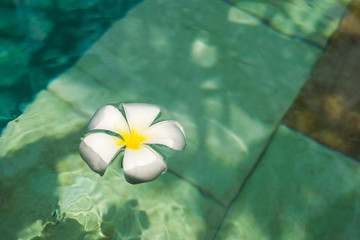 fleur dans la piscine