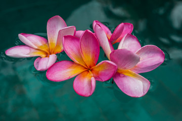 fleurs de frangipanier dans l'eau