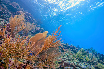 Sea fan underwater Bonaire