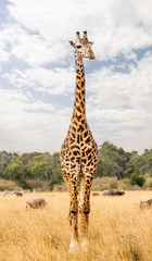 Masai Giraffe in Kenya Africa