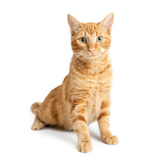 Pretty Orange Cat Sitting Up Tall on White