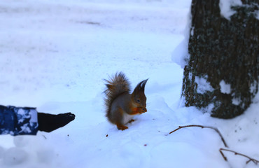 squirrel in winter forest