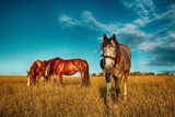Horses grazing on ranch.