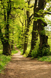 a path is in the green forest