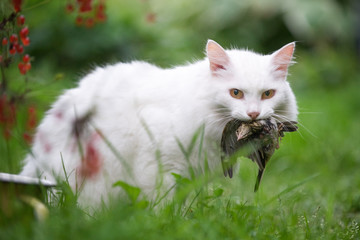 White cat caught a bird