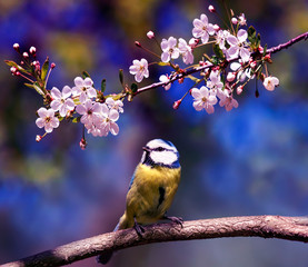 natural background with cute bird chickadee sitting among the white flowers of the cherry in the may spring fragrant garden