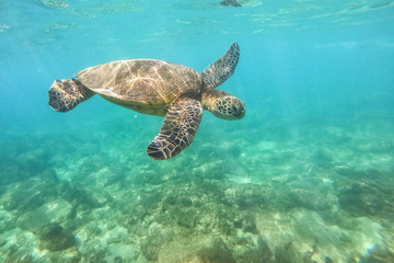 Green sea turtle above coral reef underwater photograph in Hawaii
