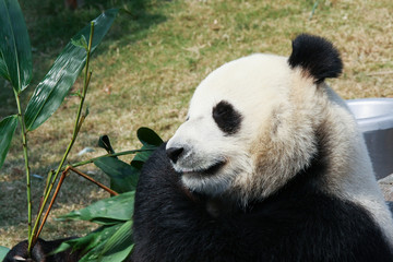 Panda eating bamboo