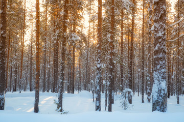 forest in winter